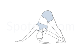 Start on all fours, ensuring palms are under the shoulders and knees below hips. Revolved Downward Facing Dog Pose Parivrtta Adho Mukha Svanasana