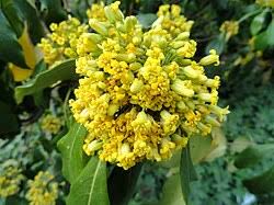 Image result for Pittosporum fulvotomentosum