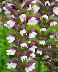 Image result for Acanthus