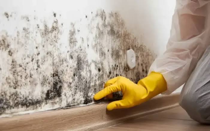 Mold Remediation Explained: Causes, Health Risks, and Safe Removal