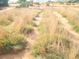 Image result for Crepidorhopalon tenuis