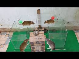 Rat trap diy mouse trap diy homemade mouse traps mouse catcher getting rid of rats rat traps origami mouse best mouse mouse crafts. How Mouse Trap Youtube