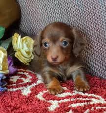 Our dachshund puppies are either akc or ckc registered and are raised in our home in a family environment. Mini Dachshund Puppies For Sale Black Tan Doxie Breeder Short Hair Pups Dachshund Puppies For Sale Dachshund Puppies Daschund Puppies