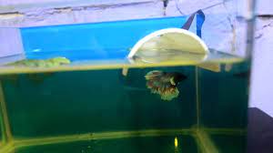 Cara lain membuat pakan ikan adalah dengan membuat sendiri pakan ikan selain pelet tetapi dengan kandungan yang sama. Cara Cara Nak Ternak Ikan Laga Dan Selepas Ikan Laga Betelur Dan Tips Youtube