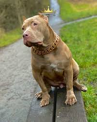 Baby 32mm Rose Gold Chain The Finest Luxury Dog Accessories Shop Now Regaldog Co Uk Regaldo In 2020 Dogs Luxury Dog Dog Accessories