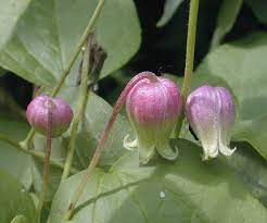 Check out our leatherleaf clematis selection for the very best in unique or custom, handmade pieces from our shops. Pitcher S Leather Flower Clematis Pitcheri