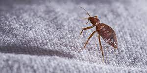 Shenzhen spdak technology company limited. Top 10 Pest Control Chennai Safe Certified Pest Exterminator Services Sulekha