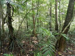 Tropical Rainforest Conservation Wikipedia