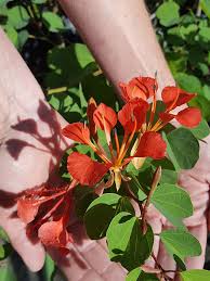 Image result for Bauhinia galpinii
