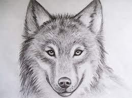Animal drawing ideas beautiful picture drawing animal cool collections pencil dr. Cool Drawings Of Animals Pencil Art Drawing Tete De Loup Dessin Comment Dessiner Un Loup Dessin De Loup
