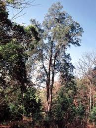 Image result for Casuarina junghuhniana