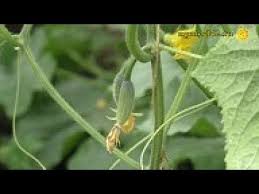 сад огород своими руками огурцы от а до я Youtube Vyrashivanie Ovoshej Ogorod Listya