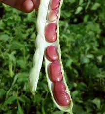 Kidney Beans Grown In Pods Obvi Red Kidney Bean Kidney Beans Bean Garden