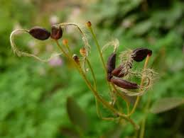 Image result for Clematis recta atropurpurea