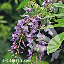 Image result for Millettia