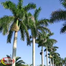 palm trees moon valley nurseries