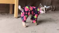 Гифки и гиф анимация, gif. Pyjama Gifs Get The Best Gif On Gifer