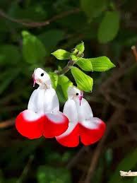 Strange N Beautiful Flowers Nature Is Amazing The Mommypedia Beautiful Flowers Strange Flowers Unusual Flowers