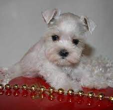 Teacup Schnauzer Puppies For Sale Zoe Fans Blog Schnauzer Puppy Miniature Schnauzer Puppies Teacup Schnauzer