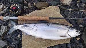 We did not find results for: Den Uonskede Laksearten Er Tatt Flere Steder Framtid I Nord