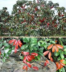 Image result for Englerophytum natalense