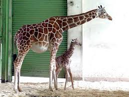 【閉鎖期間】 令和元年 5月 7日（火) ～ 時期未定（安佐動物公園第一期整備完了まで）. å°åŒ—å¸‚ç«‹å‹•ç‰©åœ'é•·é ¸é¹¿ å°éº¥ èª•ä¸‹å°å¯¶å¯¶ å¯¶å³¶ ä¸­æ™‚