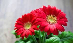 Le piu belle immagini di fiori per whatsapp from whatsappare.net. Immagini Di Bellissimi Fiori Per Whatsapp Dp Hd Carta Da Parati Fiore Whatsapp 960x563 Wallpapertip