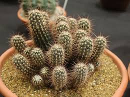 Activities include bus trips, garden visits and informative speakers. Pin By Olga Grigorevna On Rasteniya Plants Cactus Plants Cactus
