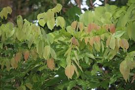 Image result for Pericopsis