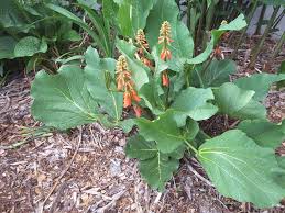 Image result for Berkheya zeyheri