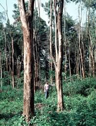 Image result for Brachylaena huillensis