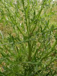 Since purple is an attractive color, weeds with purple pigment stand out in the sea of green buds. Ohio Weedguide