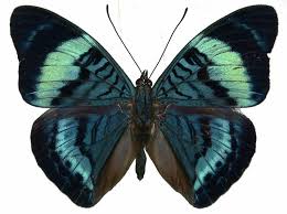 Image result for Phaulopsis sangana