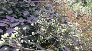Image result for Clematis recta atropurpurea