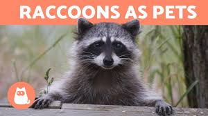 For raccoons that live in residential areas, that means foraging for food in trash cans, gardens, and even inside homes and other buildings. What Do Raccoons Like To Eat Diet For Wild And Pet Raccoons