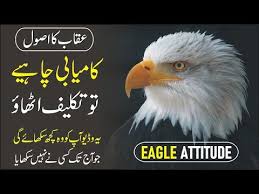 Life Lesson To Learn From An Eagle Urdu Hindi Wisdom Of The Eagle Inspiring Eagle Story Youtube Life Lessons Wisdom Motivational Videos
