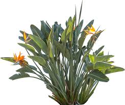Png Bird Of Paradise Images Pin By Jessexd On People Poes Birds Of Paradise Plant Plants Birds Of Paradise