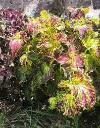 You can start joseph's coat with cuttings, too. Coleus Aka Joseph Coat There Are So Green Thumb Jamaica Facebook