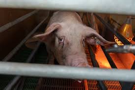 Ana Carol Serra - Captivating Nude Exposures