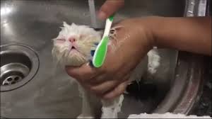 Ernst stavro blofeld is known for incessantly stroking his cat while plotting to take over the world, but did you ever notice just how terrified blofeld's cat was during this scene in you only live twice? Ernst Stavro Blofeld Spectreone Twitter