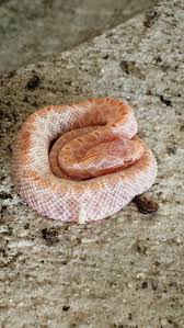 And dark spots on its white belly. Rare Amelanistic Pygmy Rattlesnakes Born At Crew Crew Land Water Trust