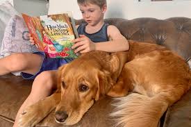 Glen burkett, a board certified veterinary dermatologist, to serve the needs of veterinarians, their clients, and their pets in southwest florida. Best Veterinary Clinic In Dubai Veterinary Center In Dubai