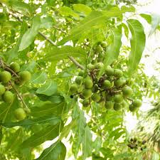 Image result for Sapindus saponaria