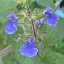 Image result for Indigofera circinnata