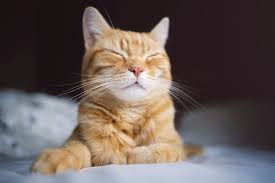 They tolerate not only kids but also more than 75% of orange tabby cats are male. 54 Orange Girl Cat Names