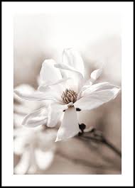Yeefant magnolia long branch artificial flowers pe bouquet bridal hydrangea for home garden wedding. Vonflora Magnolia Canvas Print Oakleaf Hydrangea Print Wall Art Magnolia Flower Poster Art Collectibles Prints Vadel Com