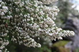 Image result for Erica arborea