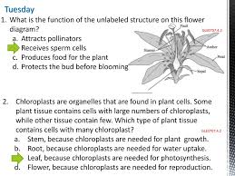 This vacuole can occupy between 30% and the main function of the large central vacuole is to help the cell maintain water pressure—again many plant and algae cells contain small, green organelles called chloroplasts. Starters Week 3 9 Monday 1 Which Of These Equations Best Shows The Reactants And Products Of Cellular Respiration A Carbon Dioxide Water Ppt Download