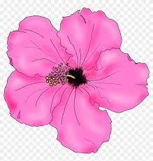 How to draw hawaiian flowers step by step. Hibiscus Flower Drawing