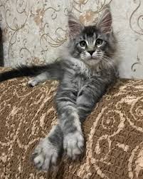 Black And Grey Maine Coon Kittens For Sale Pin On Awesome Animals